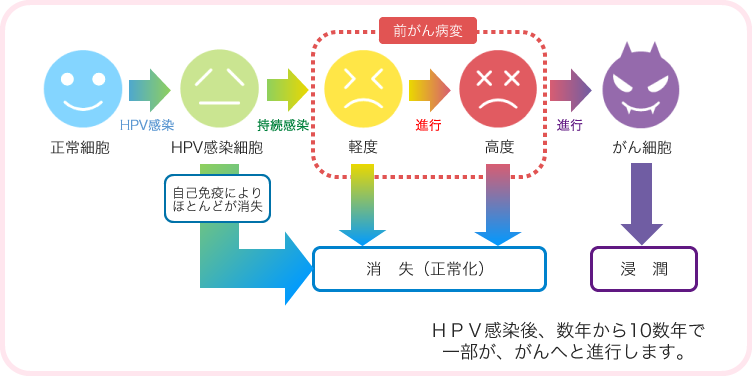 HPVに感染した細胞のサイクル図